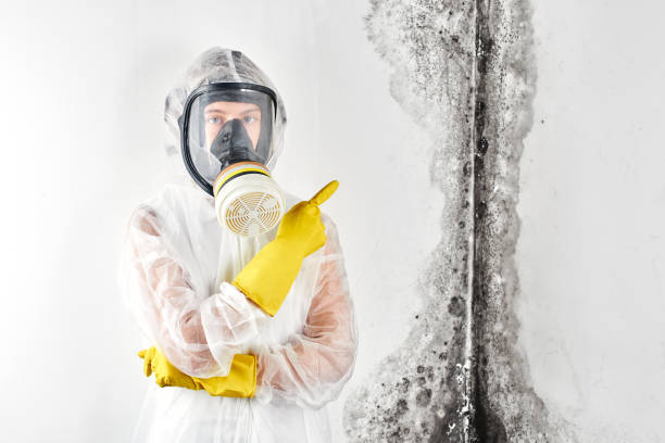 Best Comprehensive Air Testing for Mold Contaminants  in Botkins, OH